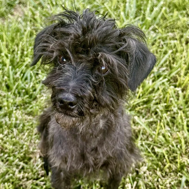 A young small-sized male Black Poodle (Toy) dog named Phoenix for adoption in modesto, CA