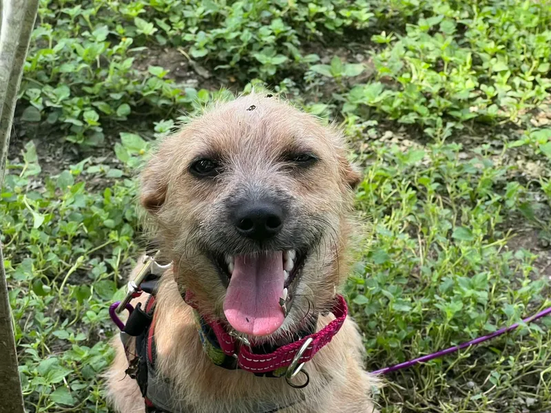 A young small-sized female Golden Chihuahua dog named Latte all Day for adoption in Lockhart, TX