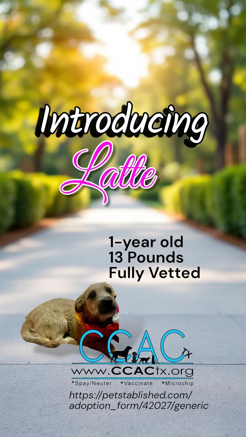 Latte all Day thumbnail 5