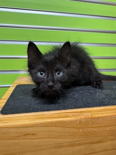 A baby small-sized male Domestic Medium Hair cat named Tarzan for adoption in Saint Peters, MO