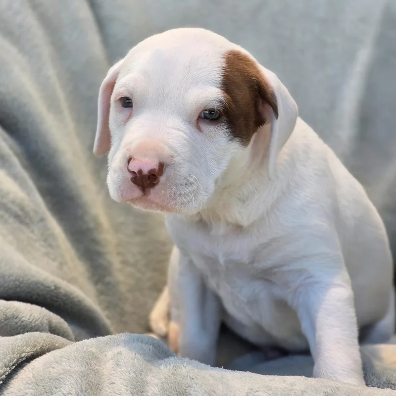A baby large-sized male Terrier dog named Fiesta Pup  Taco for adoption in San Diego, CA