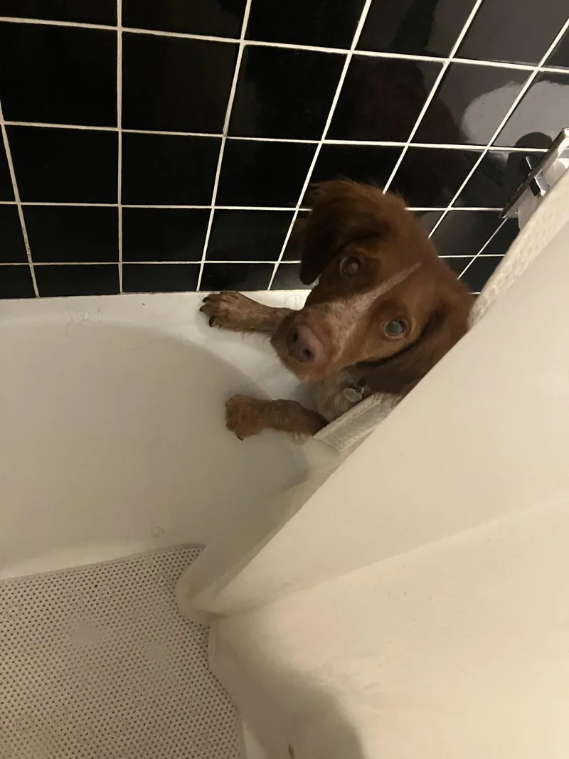 An adult medium-sized male Brittany Spaniel dog named ONRemi for adoption in Baldwinsville, NY