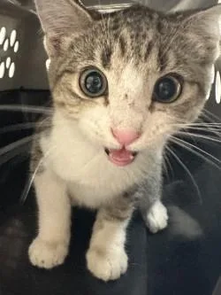 A baby small-sized female Domestic Short Hair cat named Porridge for adoption in Longmont, CO