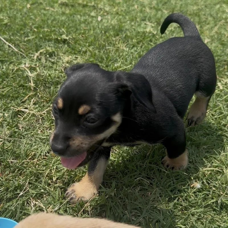 Milo C