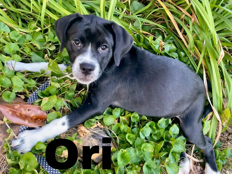 A baby medium-sized female Black Boxer dog named Ori for adoption in Albany, NY
