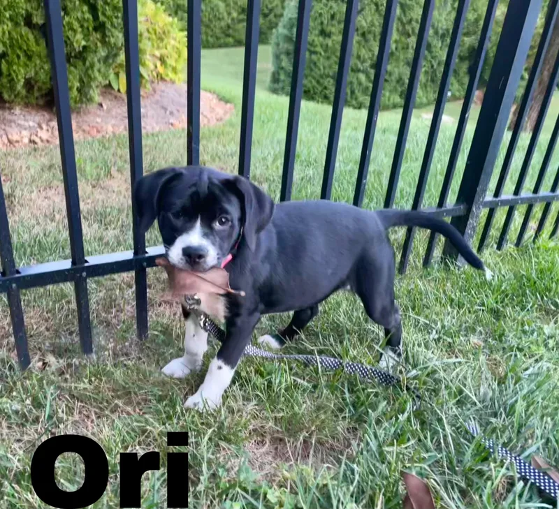 Ori thumbnail 3