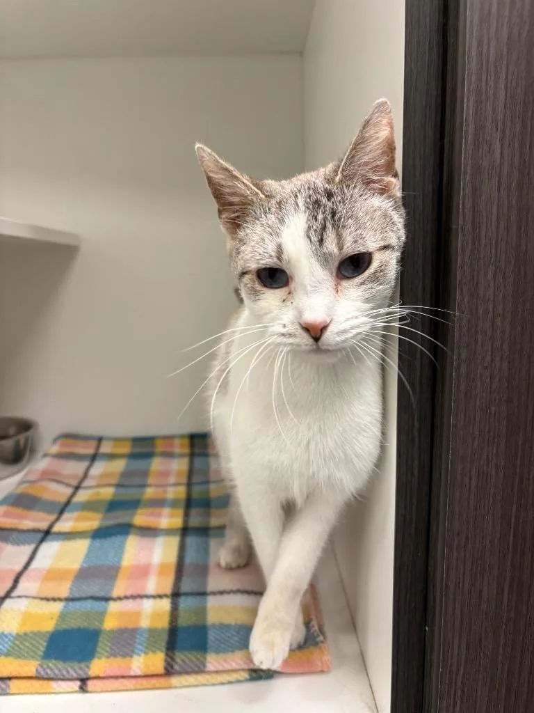 An adult small-sized female Tabby cat named Lil for adoption in Frankfort, KY