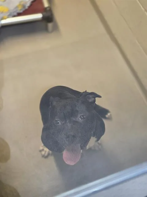 An adult medium-sized female Pit Bull Terrier dog named Roxie for adoption in Kent, WA