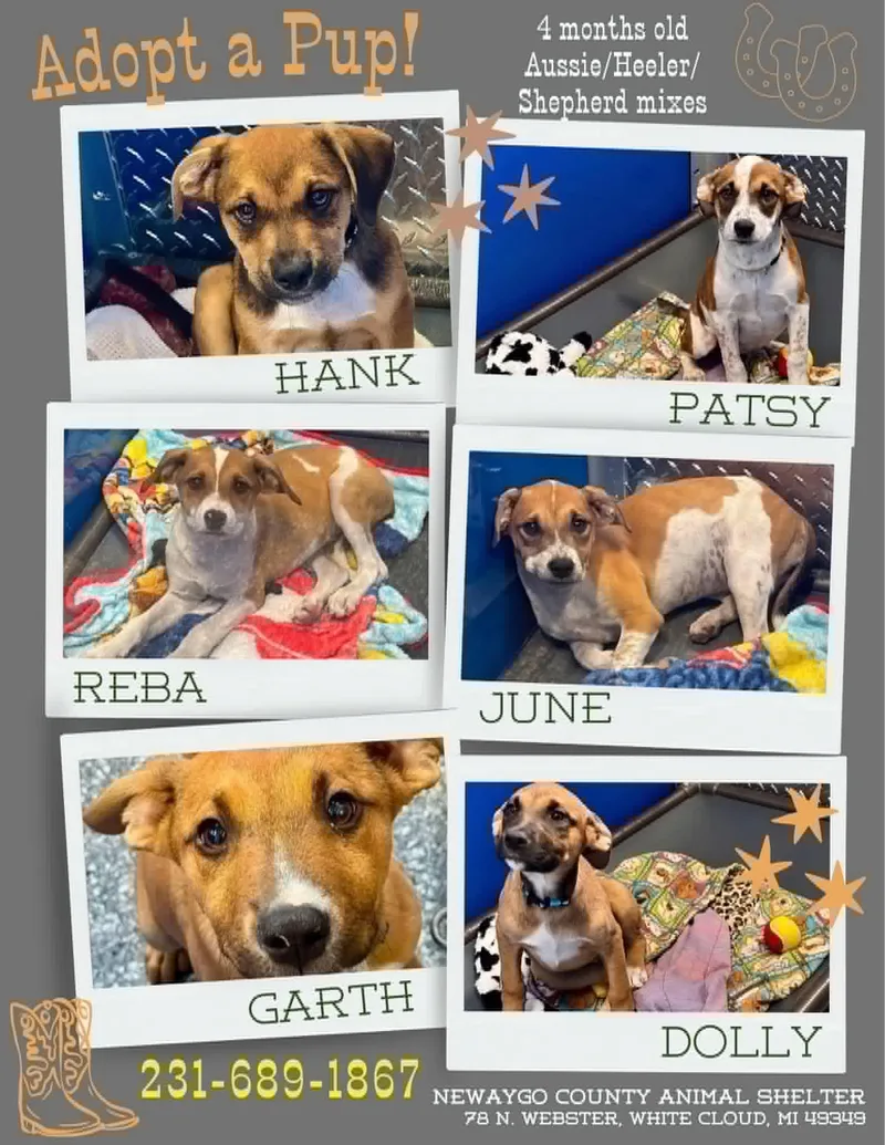 A baby medium-sized female Brown / Chocolate Australian Shepherd dog named Puppies for adoption in White Cloud, MI