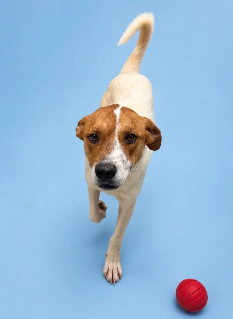 A young large-sized female Mixed Breed dog named Tatiana for adoption in Rock Springs, WY