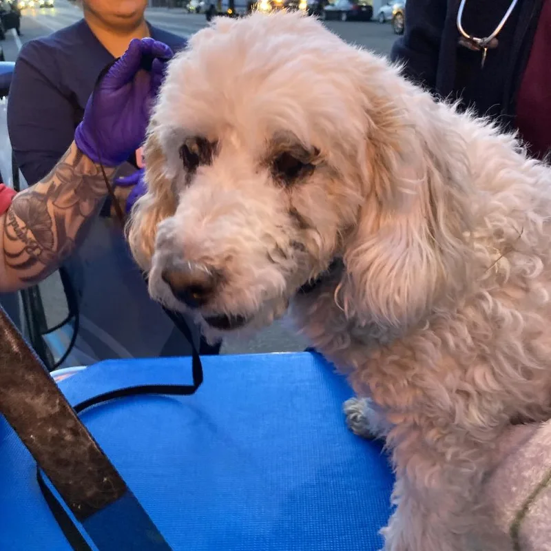 An adult small-sized male White / Cream Mixed Breed dog named Ghost for adoption in Philadelphia, PA