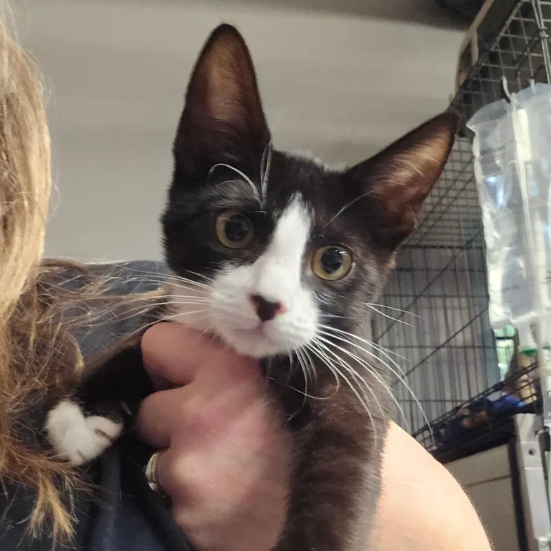A baby small-sized female Black Domestic Short Hair cat named Hillary for adoption in Spokane, WA