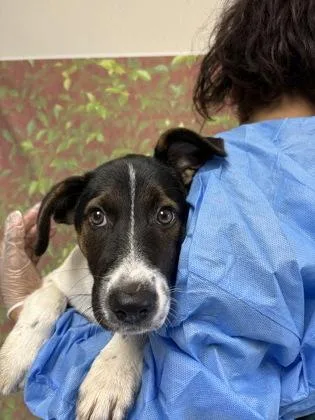 A young small-sized female Shepherd dog named Sephora for adoption in San Antonio, TX