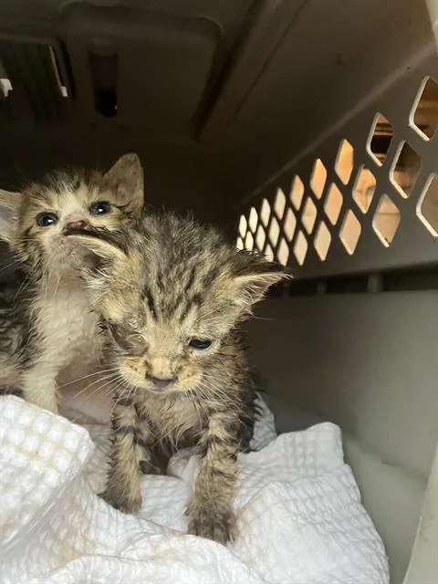 A baby small-sized female Domestic Short Hair cat named Tina for adoption in Dallas, TX