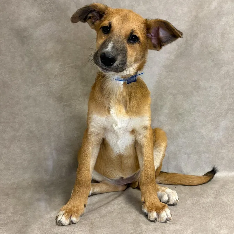 A baby small-sized female Shepherd dog named Taylor for adoption in Parker, CO