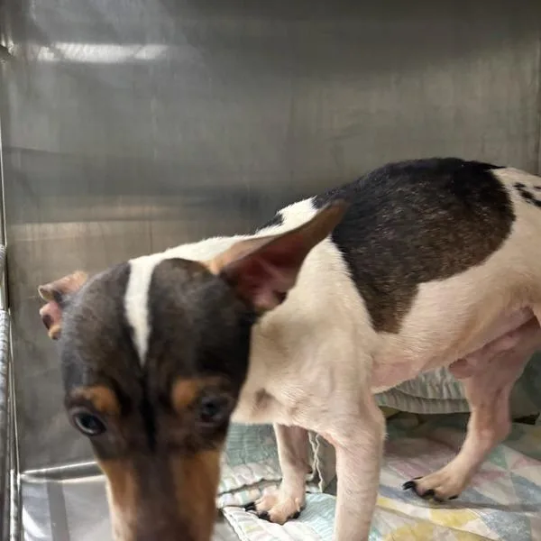 An adult small-sized male Rat Terrier dog named Noodle for adoption in Des Moines, IA