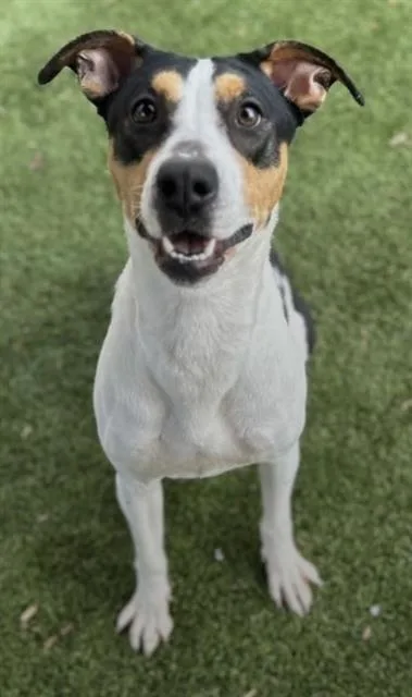 An adult large-sized female Hound dog named Sienna for adoption in Newton, NC