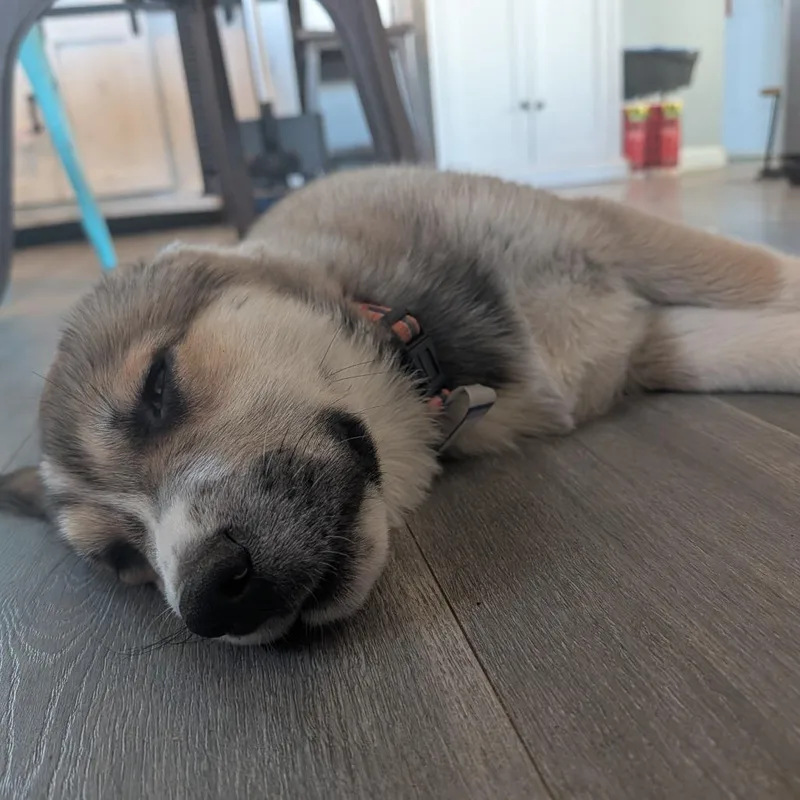 Louie