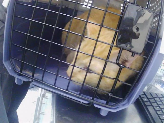 An adult small-sized male Domestic Medium Hair cat named Snap for adoption in Charlotte, NC