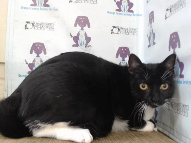 A young small-sized female Domestic Short Hair cat named Kate for adoption in Orlando, FL