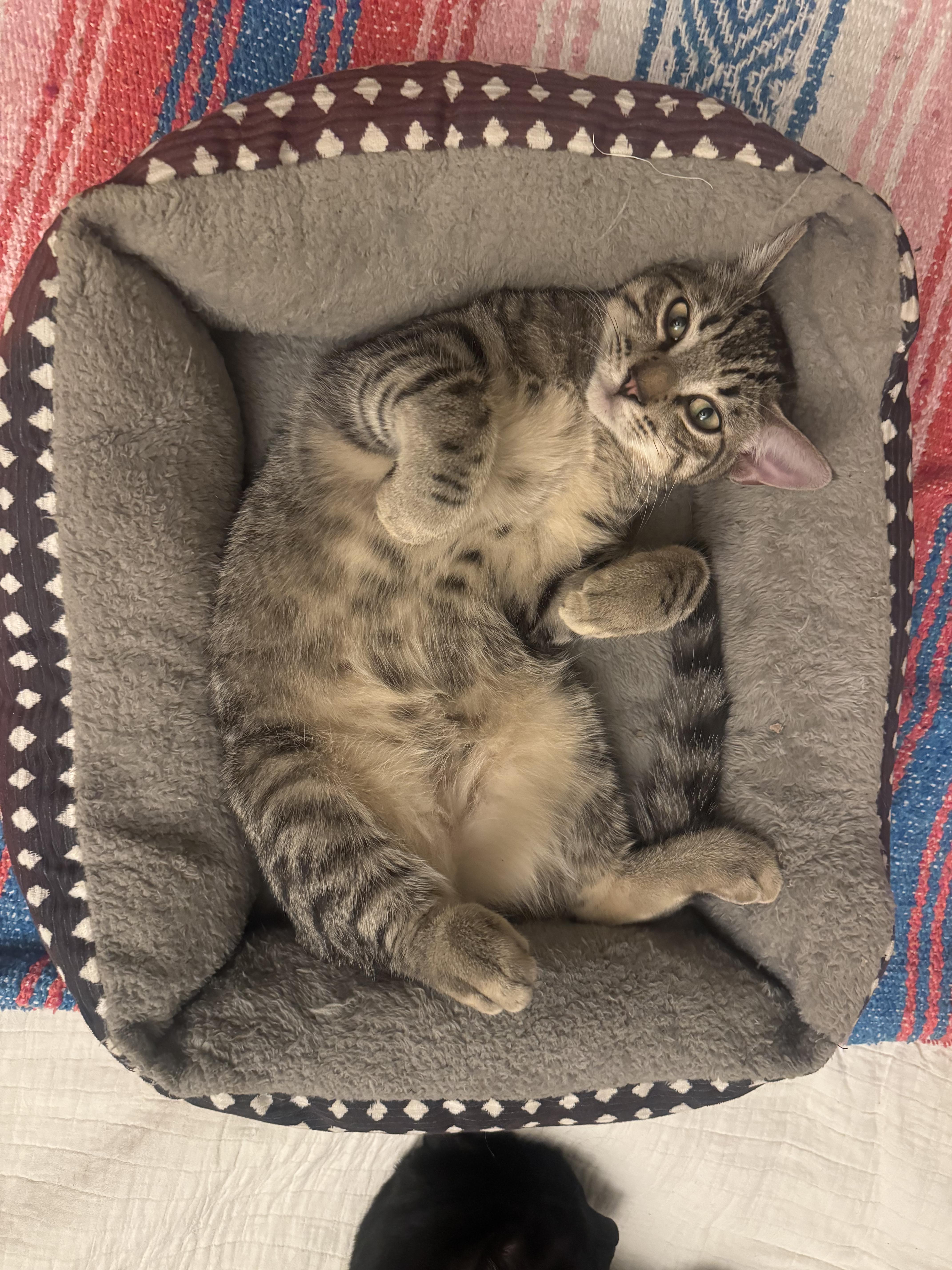 A young medium-sized male Tabby (Brown / Chocolate) Tabby cat named Perrier for adoption in Los Angeles, CA