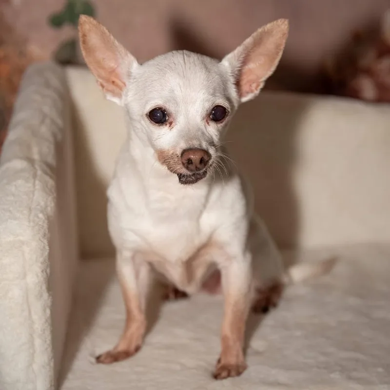 A senior small-sized female White / Cream Chihuahua dog named Ruby for adoption in Allen, TX
