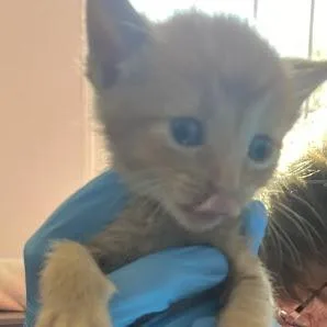 A baby small-sized male Orange / Red Domestic Short Hair cat named Apollo for adoption in South Elgin, IL