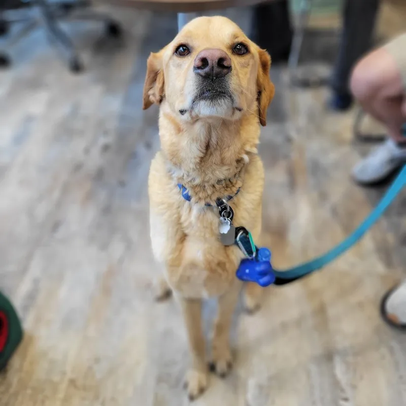 Yogi Bear thumbnail 2