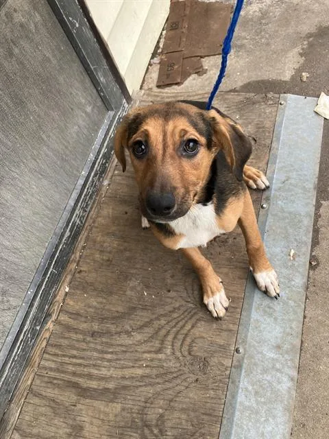 A baby large-sized female Mixed Breed dog named Sadie for adoption in Dallas, TX