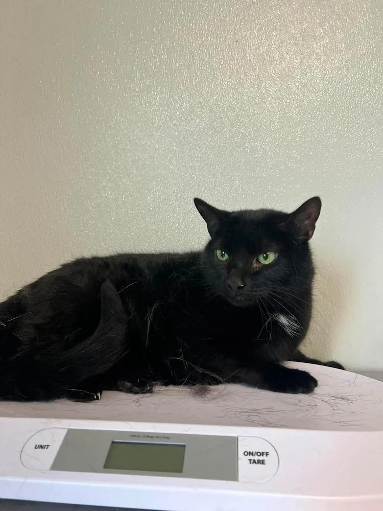 An adult medium-sized female Black Domestic Short Hair cat named Bella for adoption in Bolivar, MO