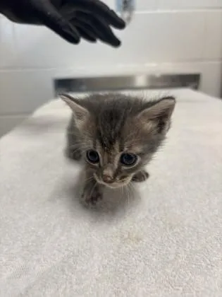 A baby small-sized male Domestic Short Hair cat named Alligator for adoption in Daphne, AL