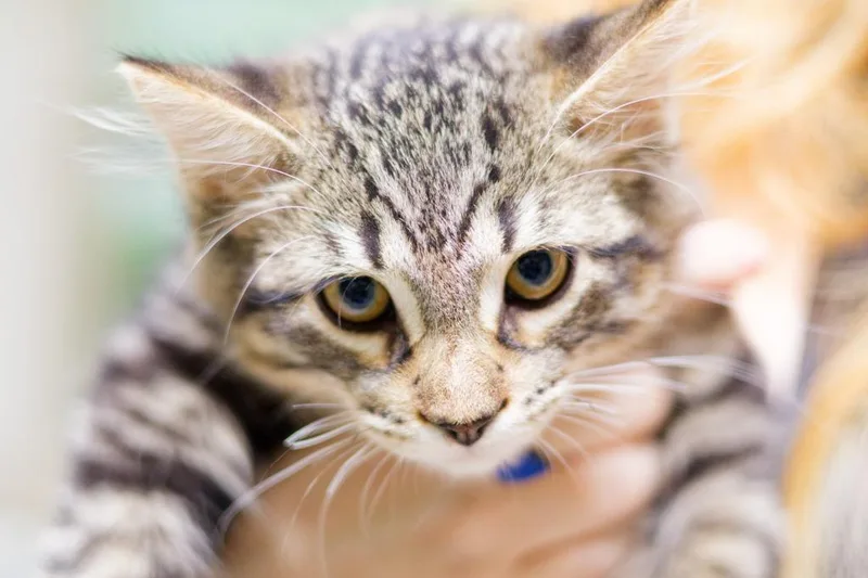 A baby medium-sized male Domestic Medium Hair cat named Rpm for adoption in Hot Springs, AR