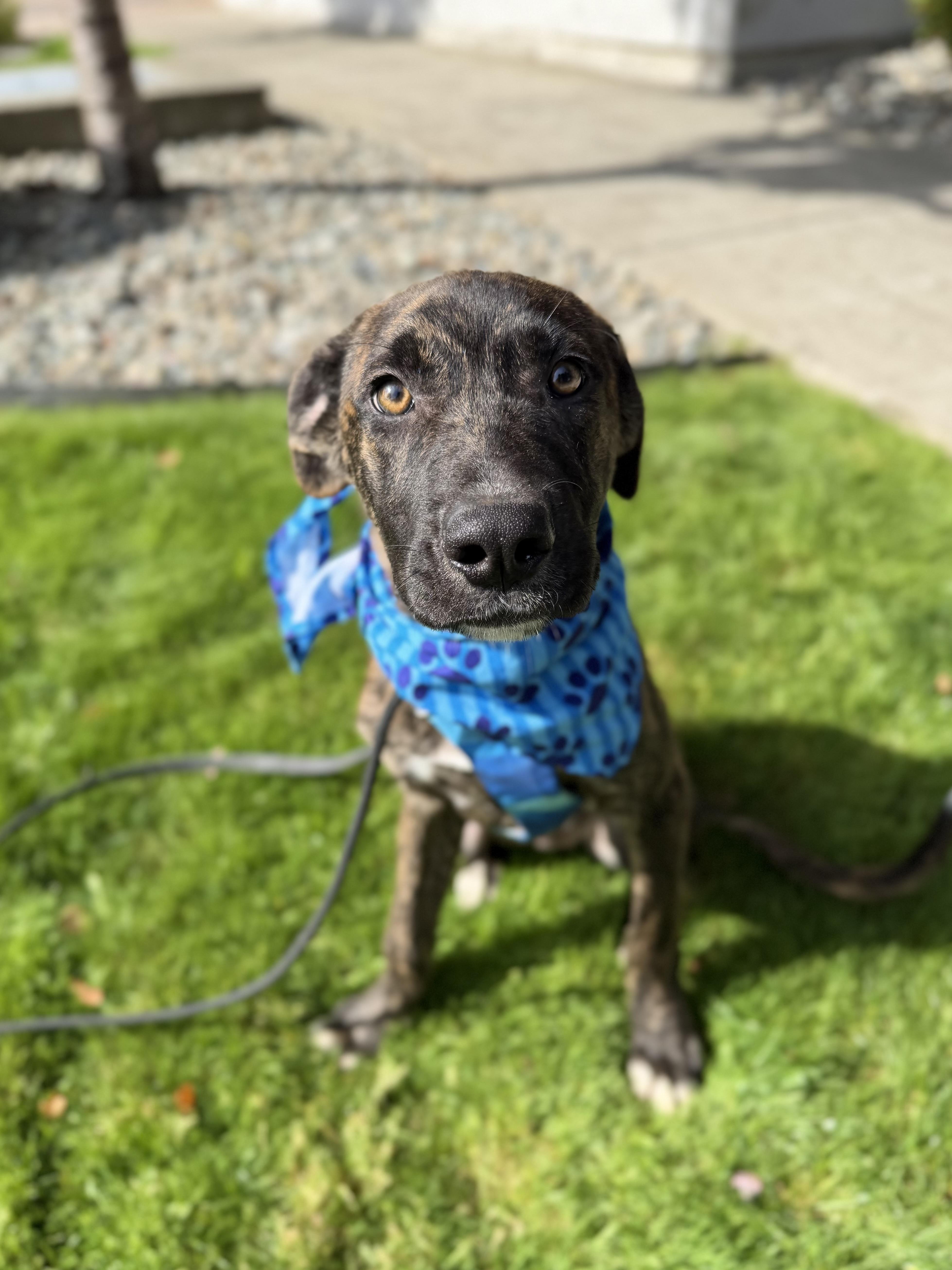 A baby medium-sized male Plott Hound dog named Tycho for adoption in lynnwood , WA