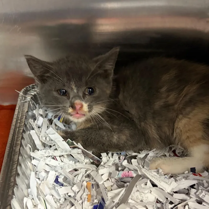 A baby small-sized female Calico Domestic Short Hair cat named Sugar for adoption in Newark, NJ