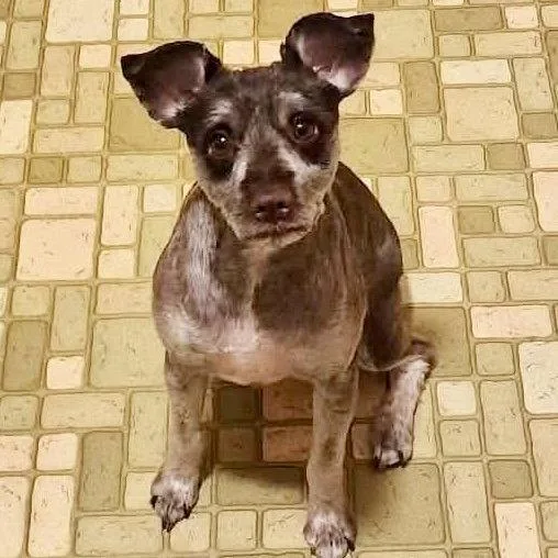 An adult small-sized male Schnauzer dog named Bear for adoption in Hillsborough , NC