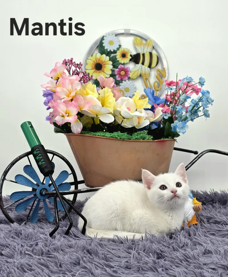 Mantis thumbnail 2
