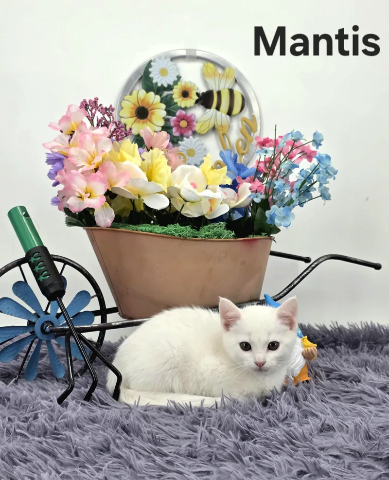 Mantis thumbnail 3