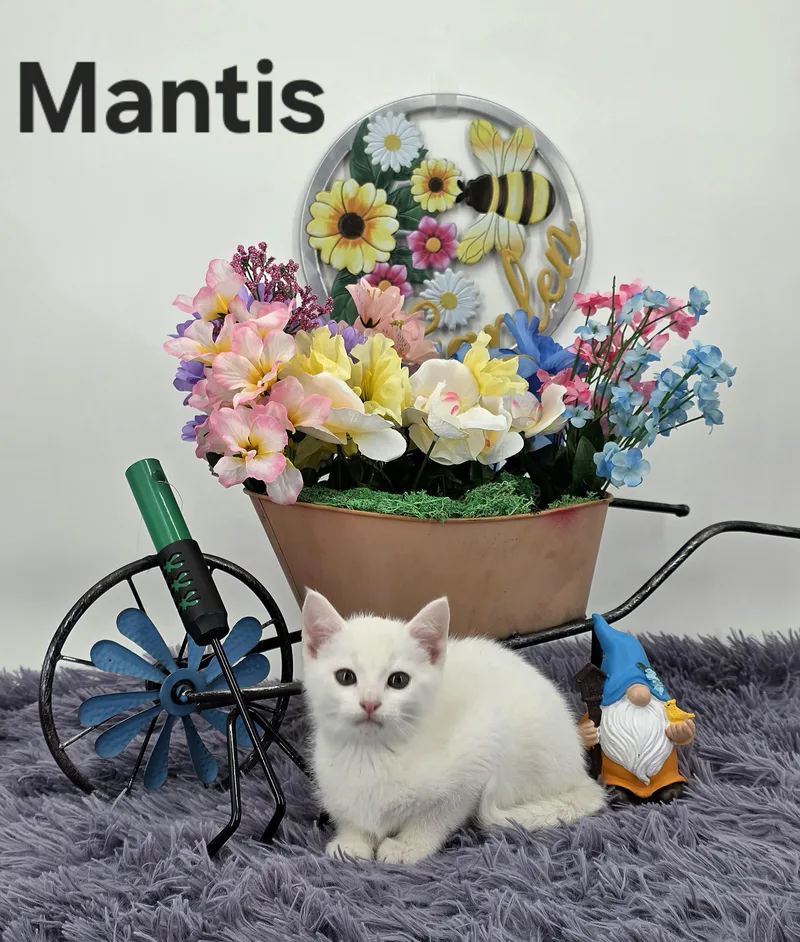 Mantis thumbnail 5