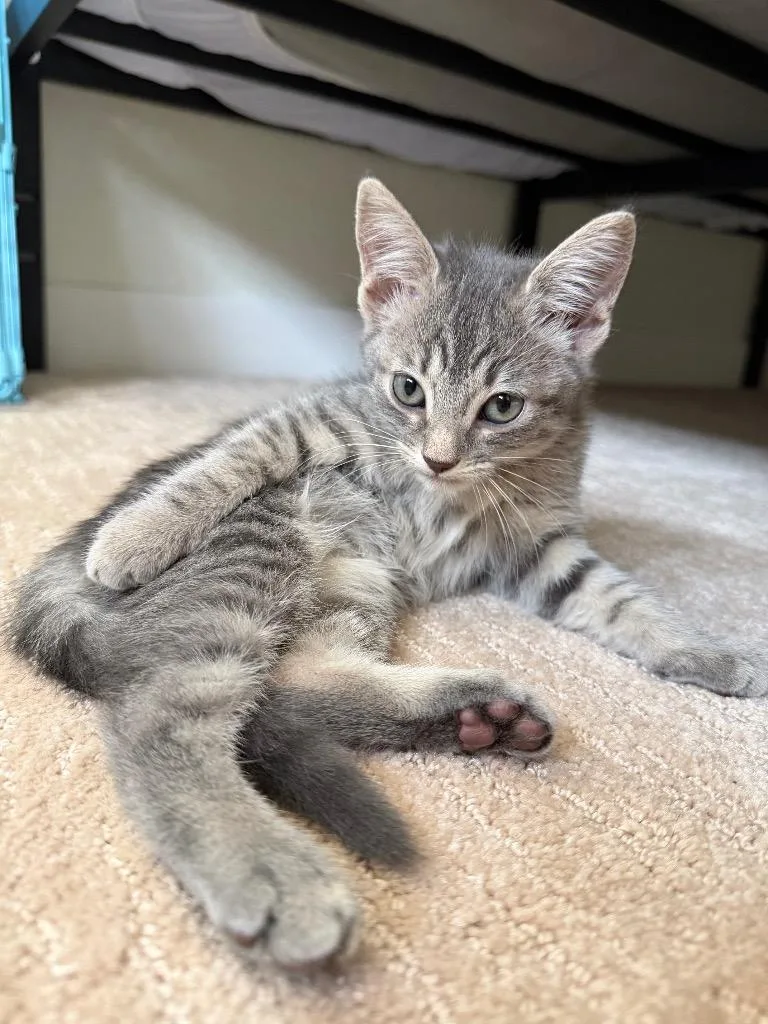 A baby small-sized male Domestic Short Hair cat named Diego for adoption in Gilbert, AZ