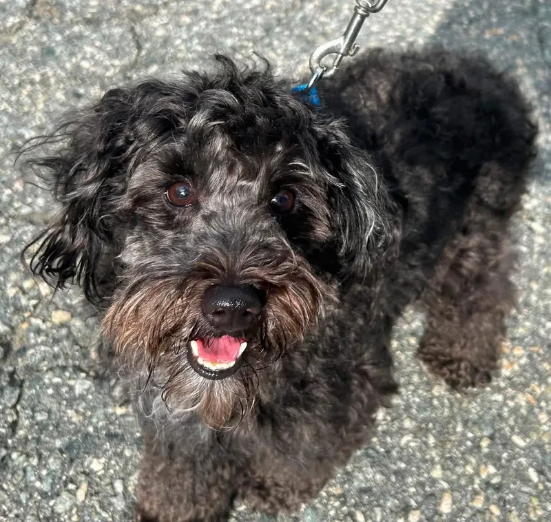 A young small-sized male Miniature Poodle dog named Theodore Bear IV for adoption in Oak Ridge, NJ