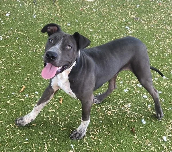 A young large-sized male Mixed Breed dog named Caterpillar for adoption in Austin, TX