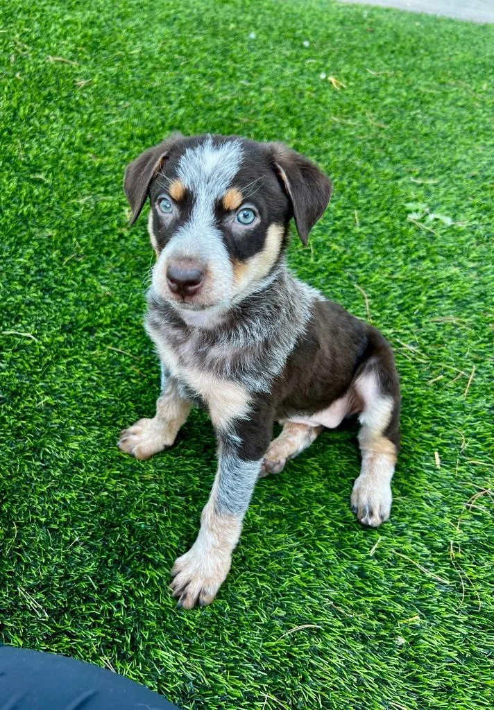 A baby medium-sized female Australian Shepherd dog named Eco for adoption in Phoenix, AZ