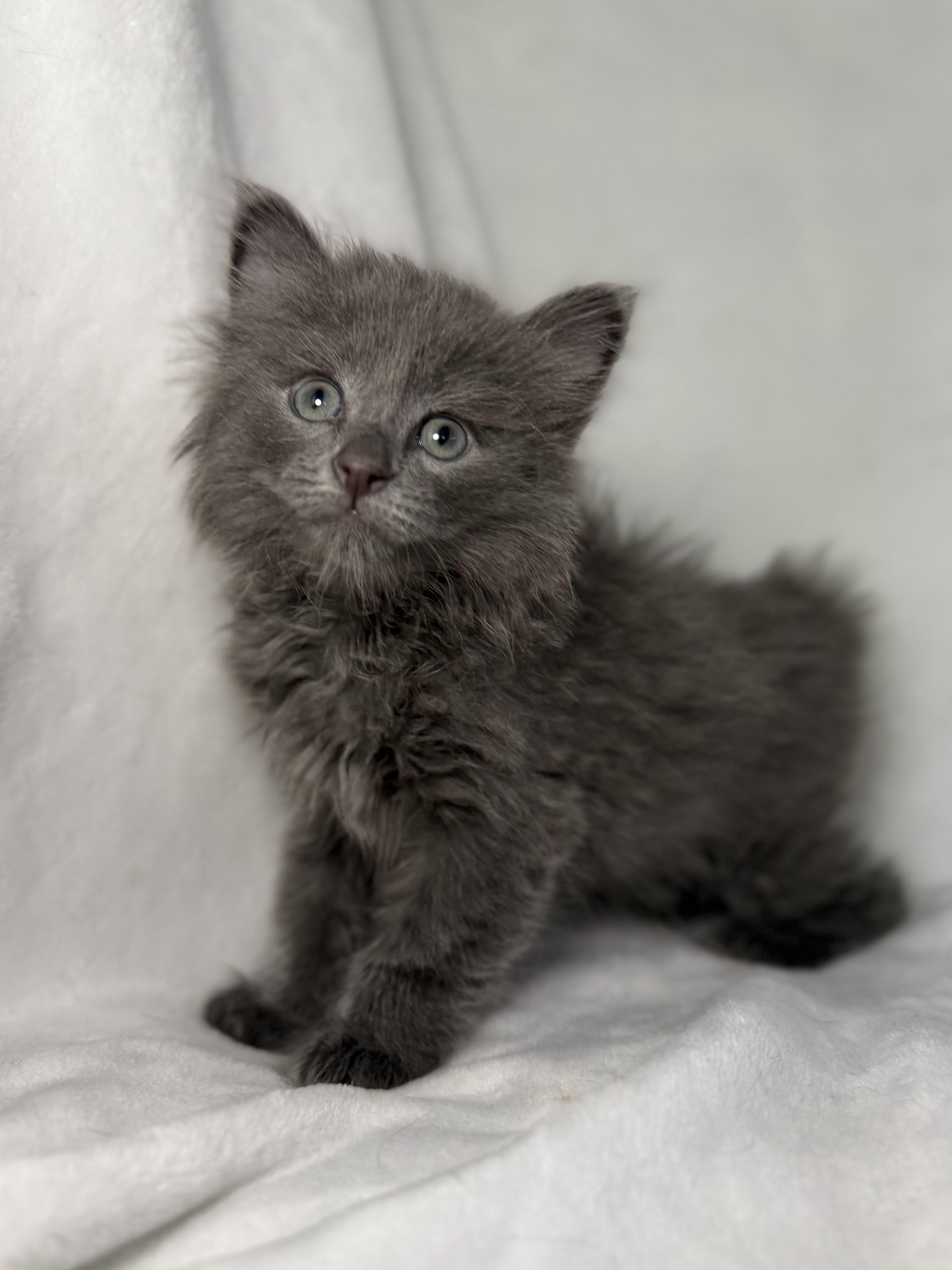 A baby medium-sized male Gray / Blue / Silver Domestic Long Hair cat named Slate for adoption in Greensboro, NC