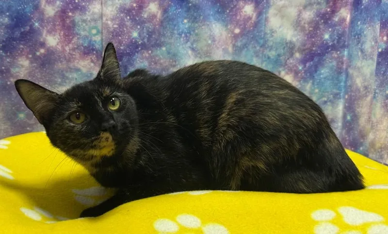 A baby large-sized female Domestic Short Hair cat named Fish for adoption in Washington Court House, OH
