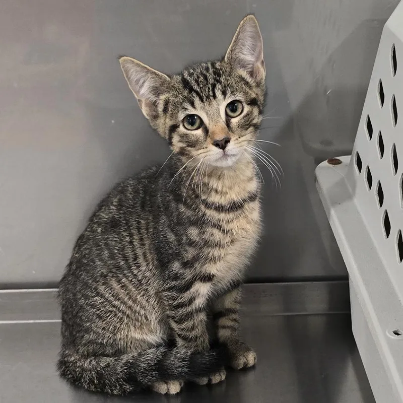 A baby small-sized male Gray / Blue / Silver Domestic Short Hair cat named Vito for adoption in Washburn, MO