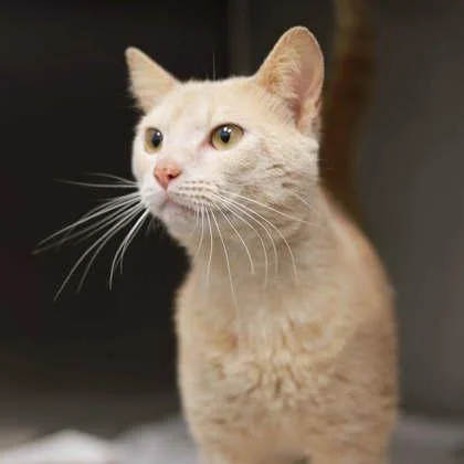 An adult small-sized male Orange / Red Domestic Short Hair cat named Anikin for adoption in Atlanta, GA