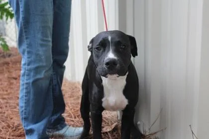 An adult medium-sized male American Bulldog dog named Cupid for adoption in Brunswick, GA