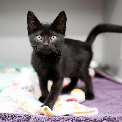 A baby small-sized male Black Domestic Short Hair cat named Link for adoption in Atlanta, GA