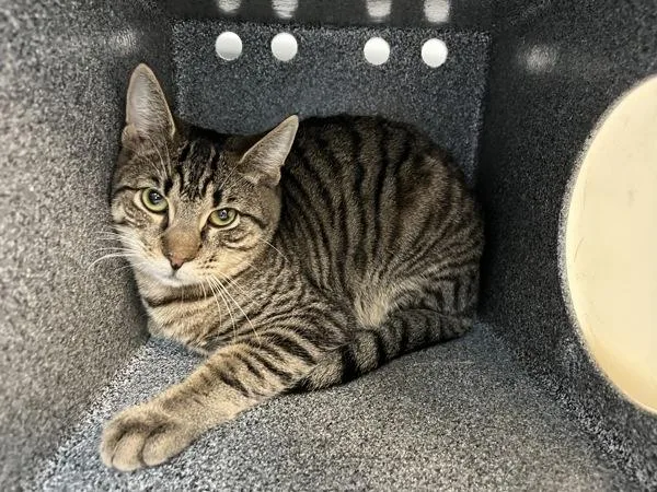 A young medium-sized male Domestic Short Hair cat named Victor for adoption in New York, NY