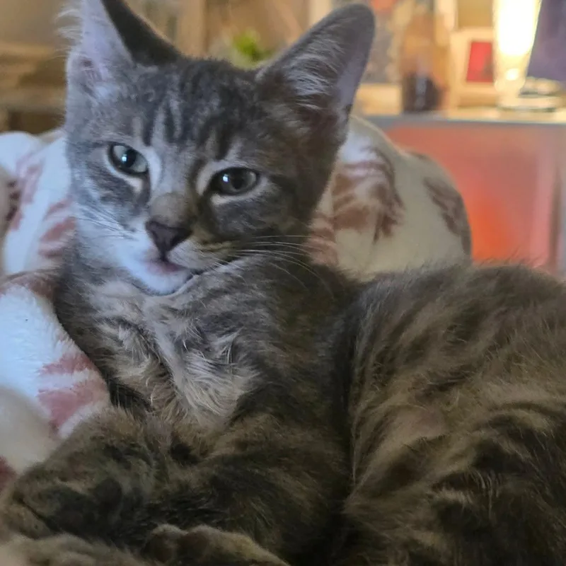 A baby small-sized male Tabby (Gray / Blue / Silver) Domestic Short Hair cat named Marinara for adoption in Indianapolis, IN
